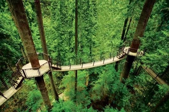 Capilano Suspension Bridge 3