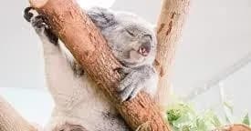 SHORE TOUR - Lone Pine Koala Sanctuary and Brisbane HighlightsTour 2
