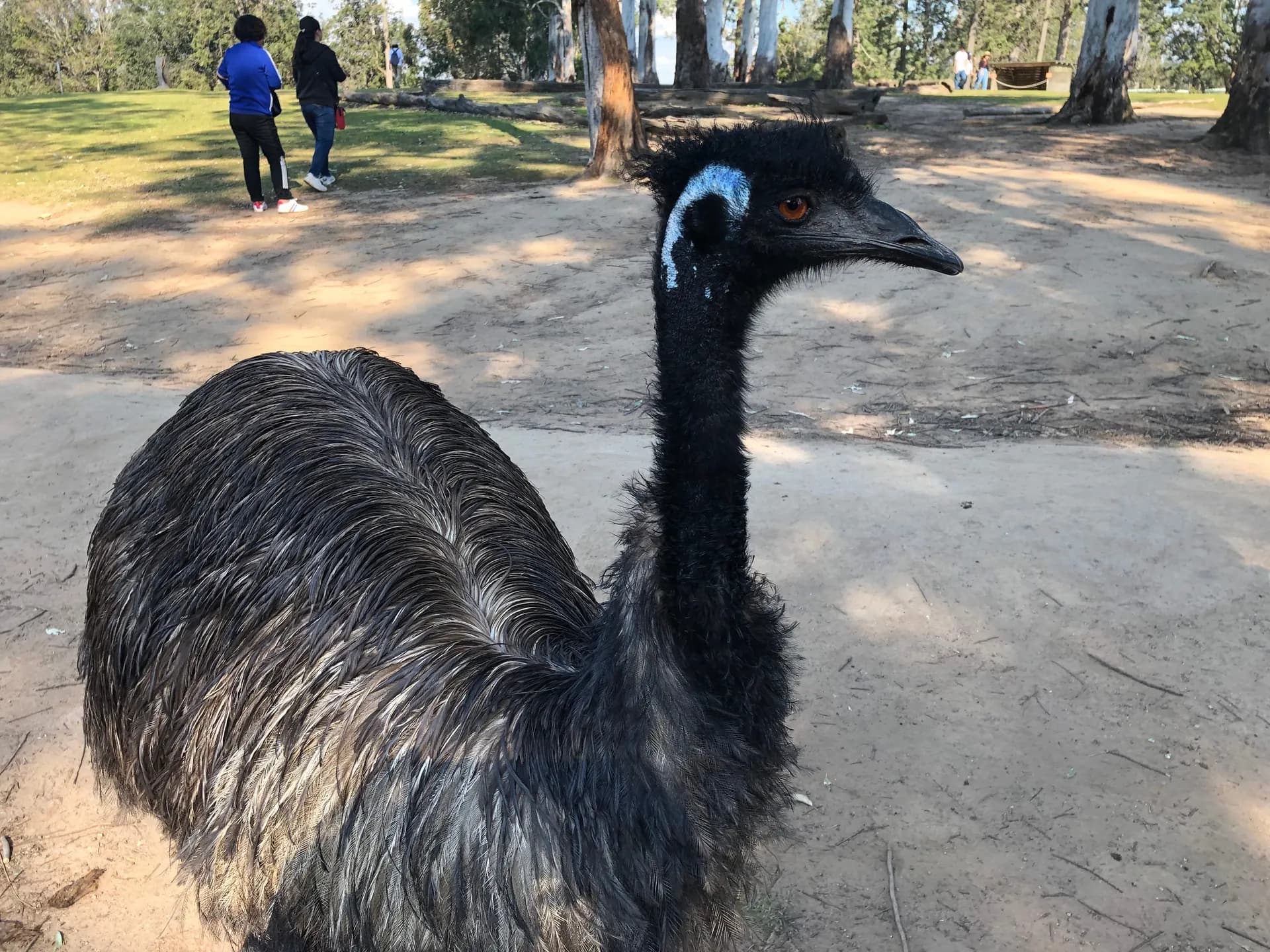 SHORE TOUR - Lone Pine Koala Sanctuary and Brisbane HighlightsTour 6