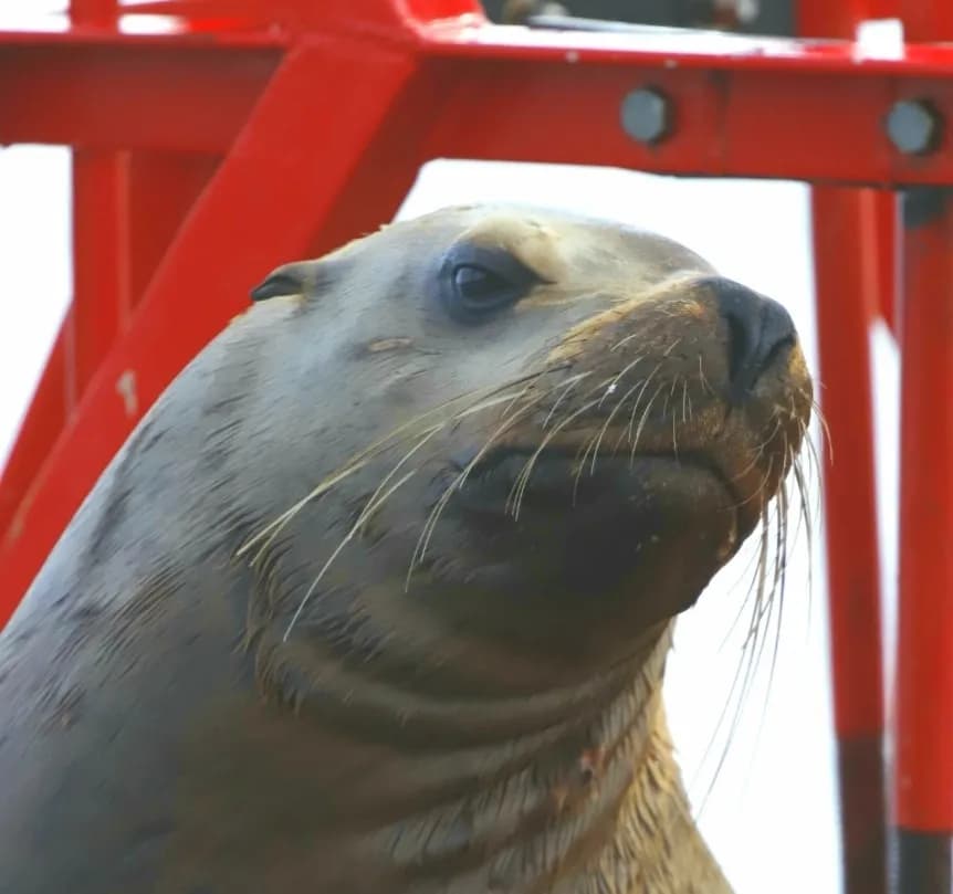 Sea Lion Tour
